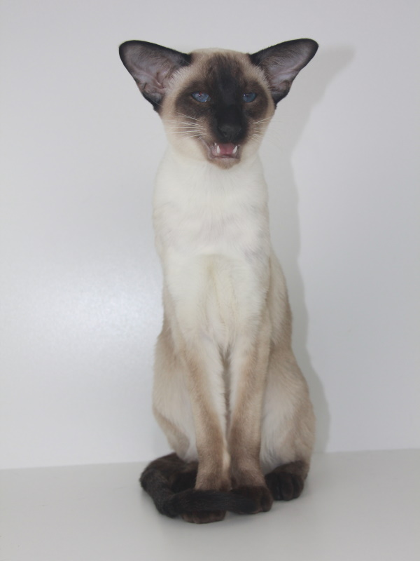 Котята -  Нэо (NeoEastward), сиамский кот 