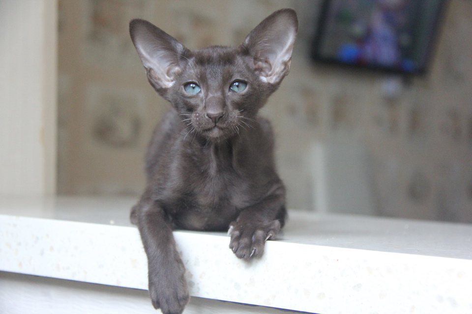 Котята - Николь, шоколадный ориентальный котенок! 