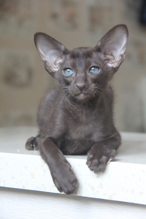 Котята - Николь, шоколадный ориентальный котенок! 