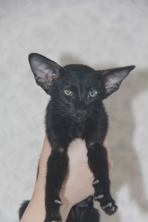 Котята - Olli черный ориентальный котенок! 