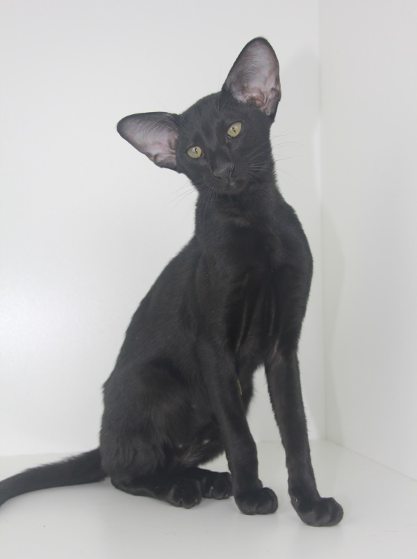 Котята - Olli черный ориентальный котенок! 