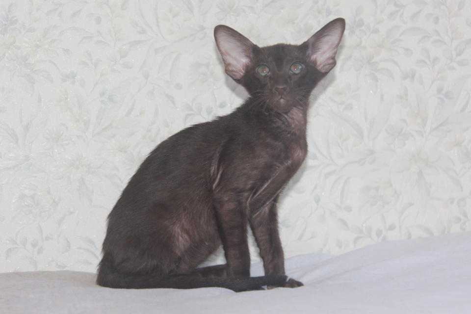 Котята - Оникс, шоколадный ориентальный котенок! 