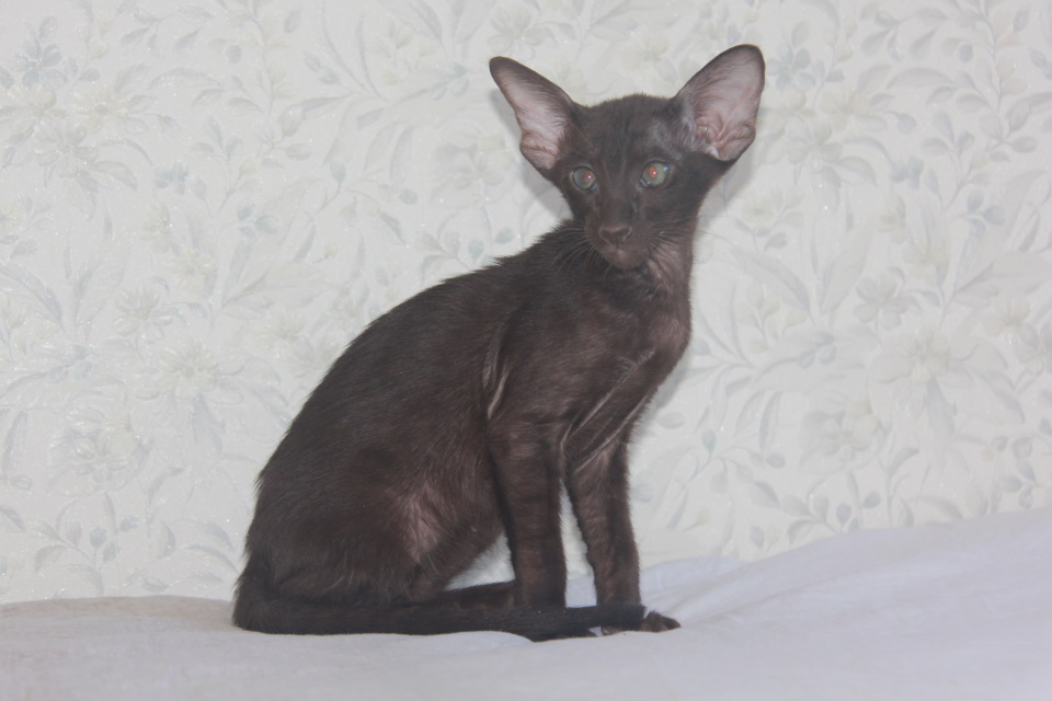 Котята - Оникс, шоколадный ориентальный котенок! 