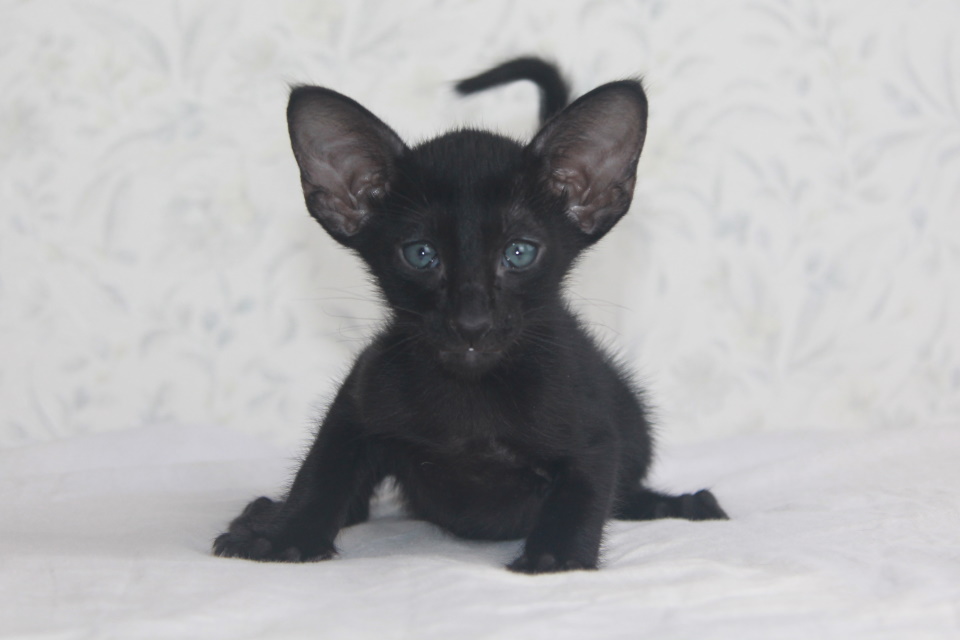 Котята - Parker черный ориентальный котенок! 