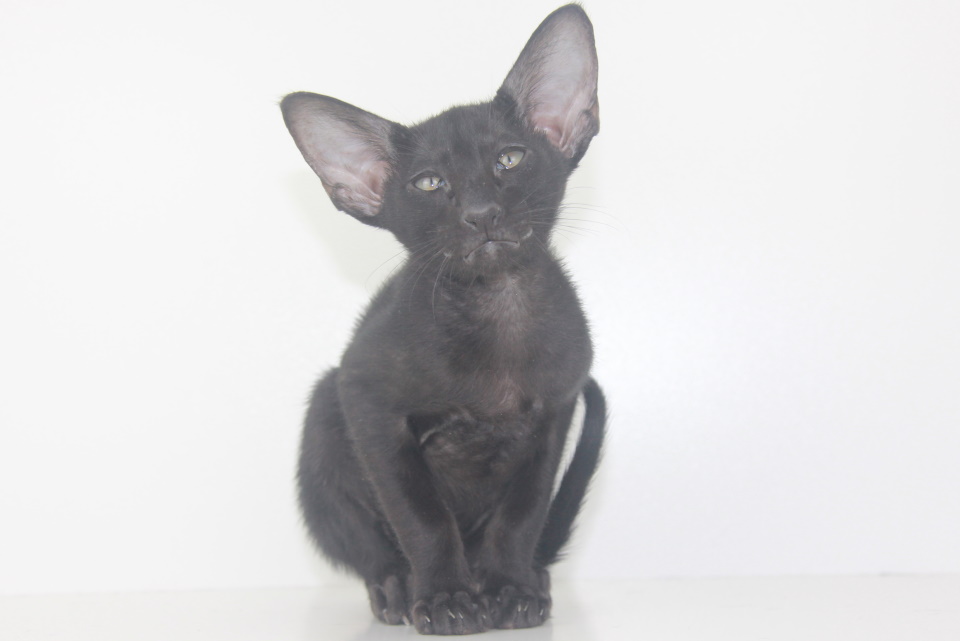 Котята - Parker черный ориентальный котенок! 