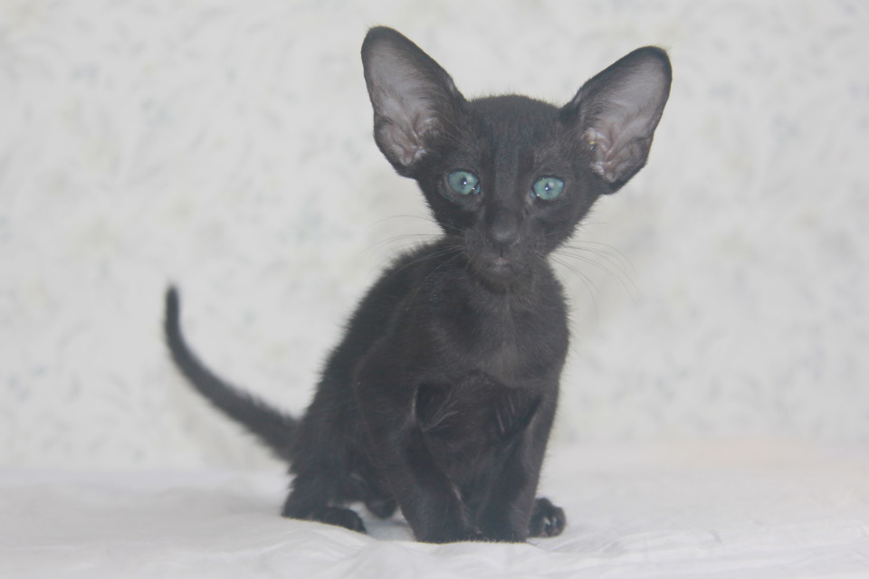 Котята - Pascale черный ориентальный котенок! 