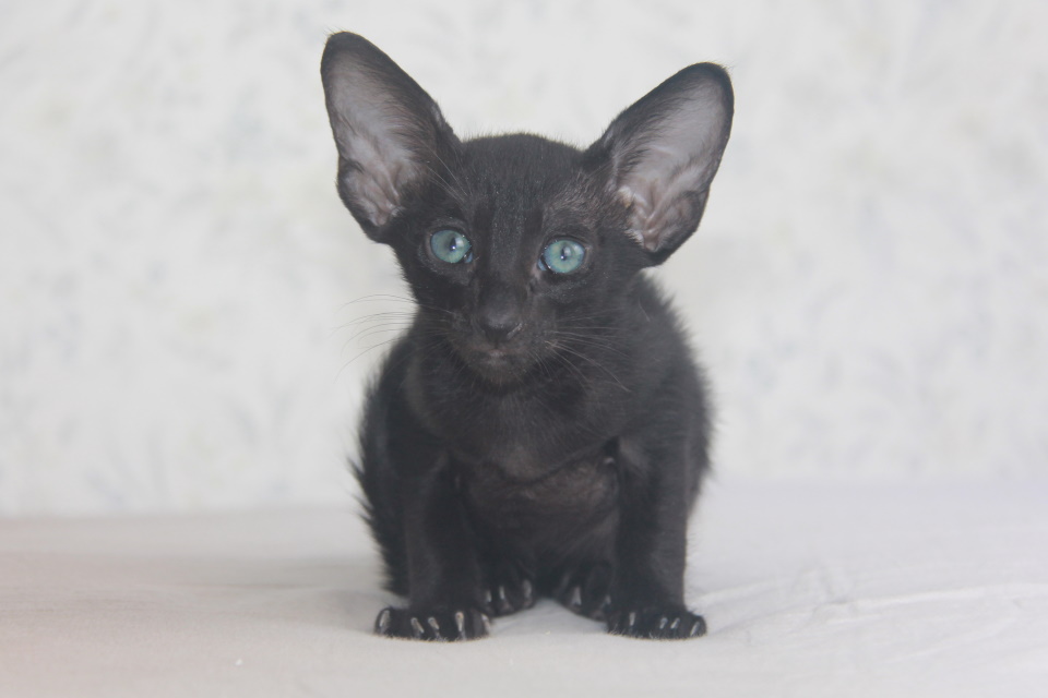 Котята - Pascale черный ориентальный котенок! 