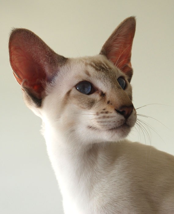 Бывшие производители - Okonor Pasha - Eastward-cats- сиамский кот