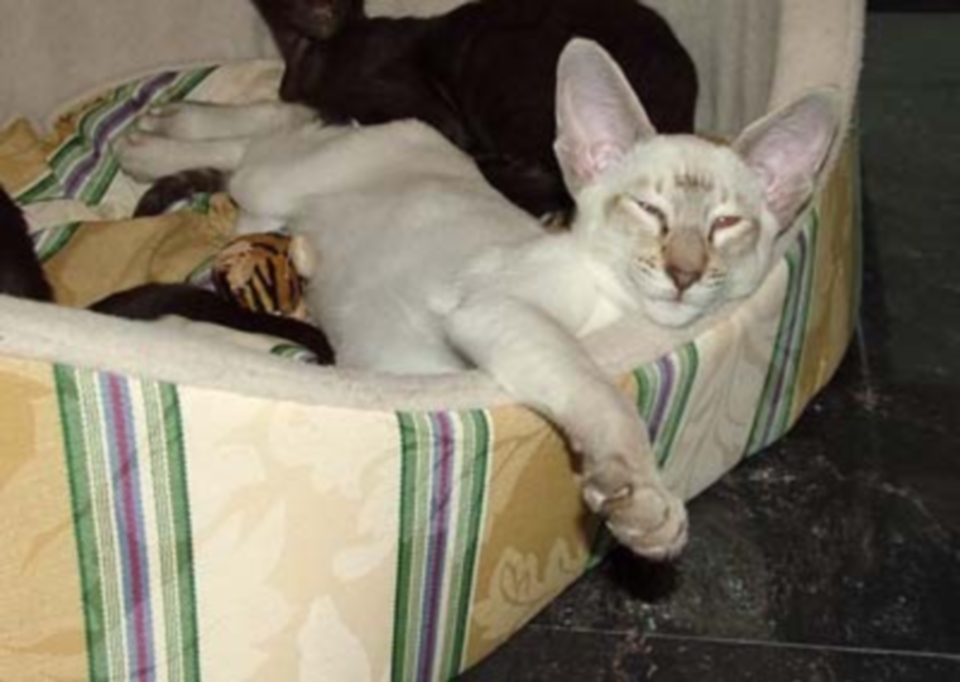 Бывшие производители - Okonor Pasha - Eastward-cats - сиамский кот