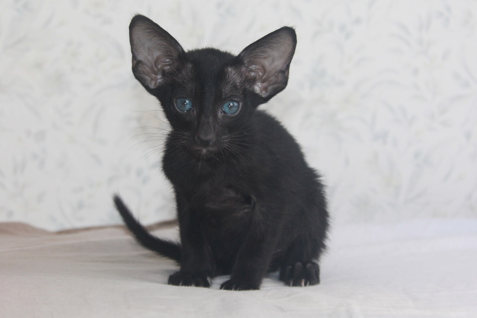Котята - Патрик черный ориентальный котенок! 