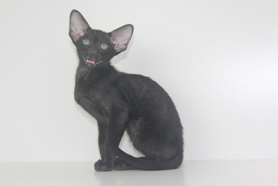 Котята - Патрик черный ориентальный котенок! 