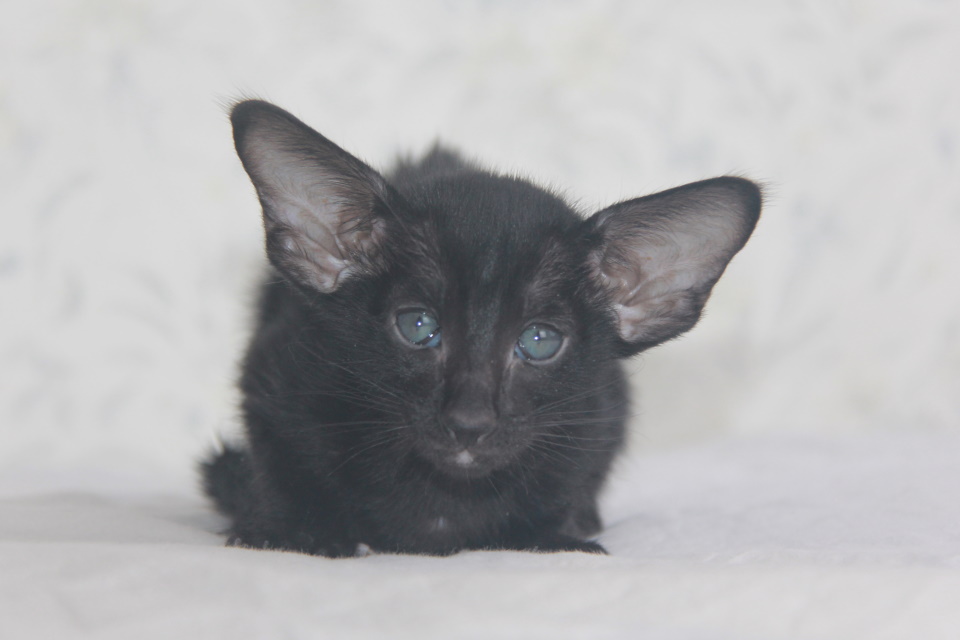 Котята - Prada черный ориентальный котенок! 