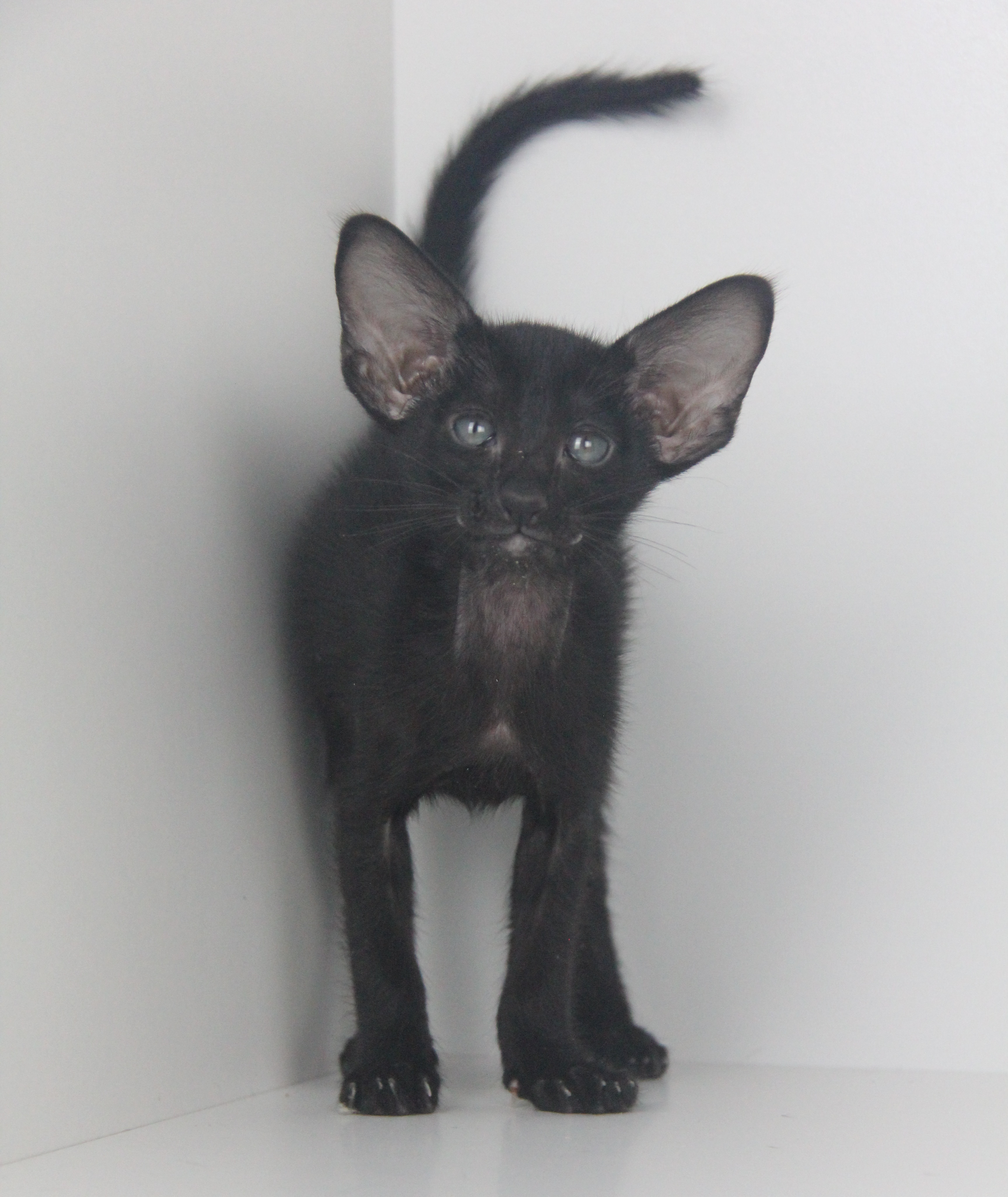 Котята - Prada черный ориентальный котенок! 