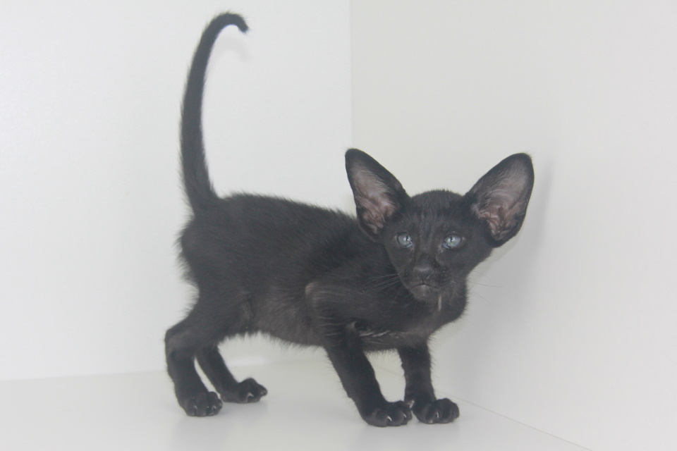 Котята - Ральф черный ориентальный котенок! 