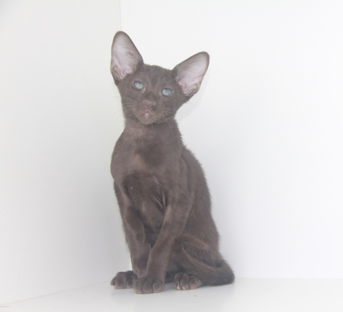 Котята - Ренни, шоколадный ориентальный котенок! 