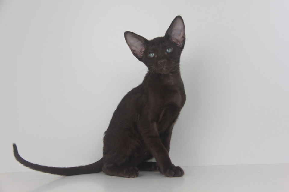 Котята - Рикотта, шоколадный ориентальный котенок! 