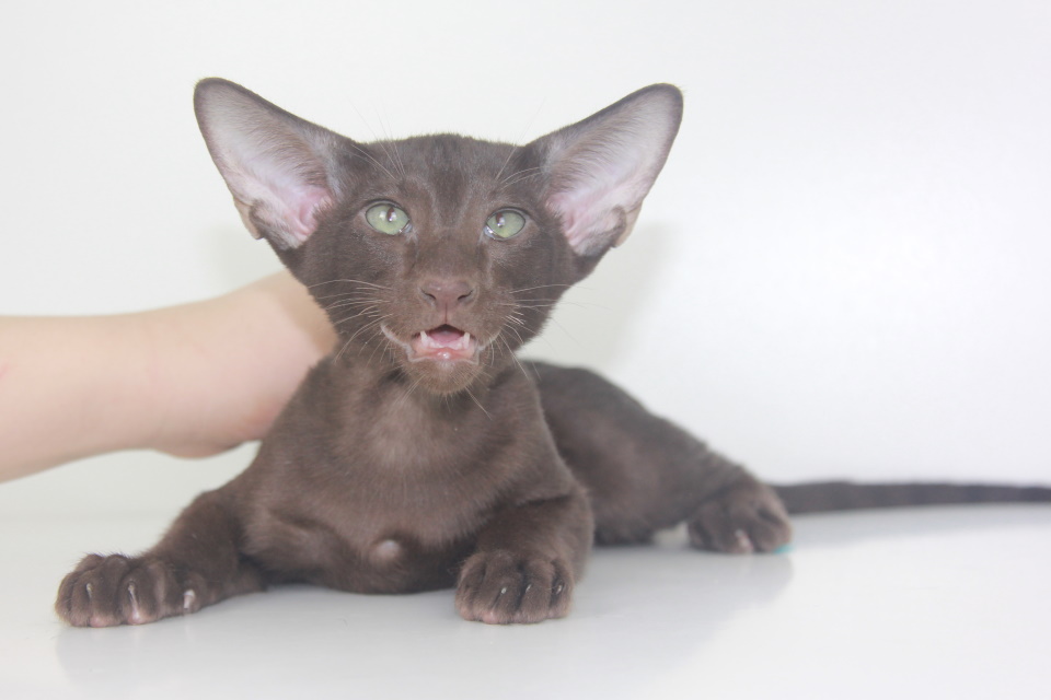 Котята - Роджер Roger шоколадный ориентальный котенок! 