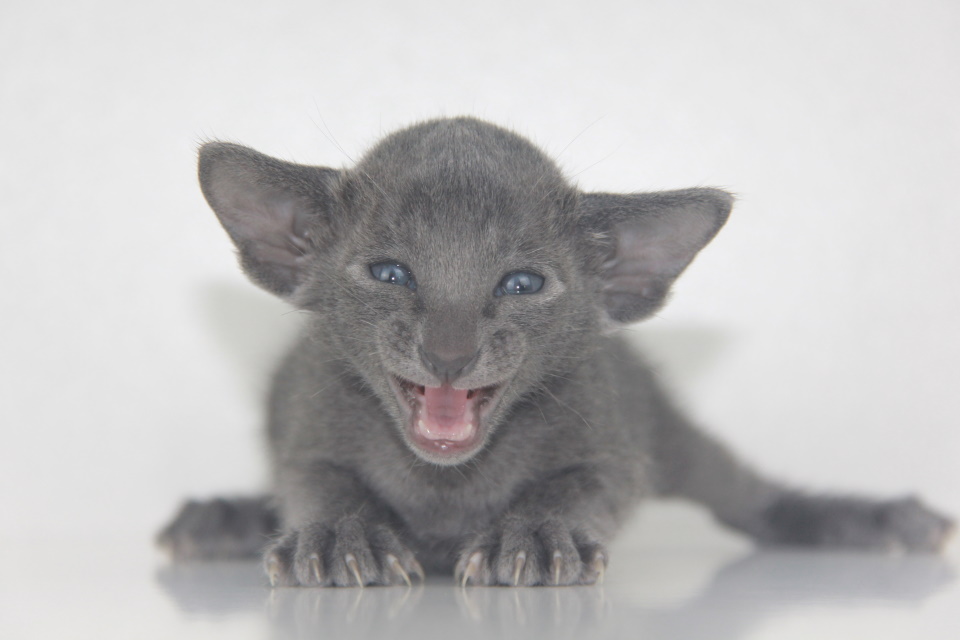 Котята - Роксэт Roxette голубой ориентальный котенок! 