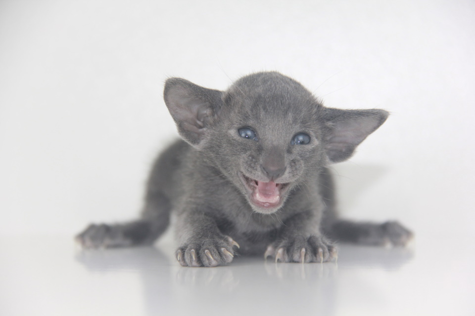 Котята - Роксэт Roxette голубой ориентальный котенок! 