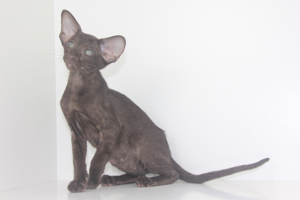 Котята - Savanna,ориентальный котенок, ORI b - Гавана, шоколад! 