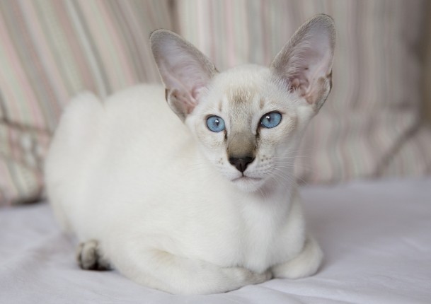 Сиамская кошка