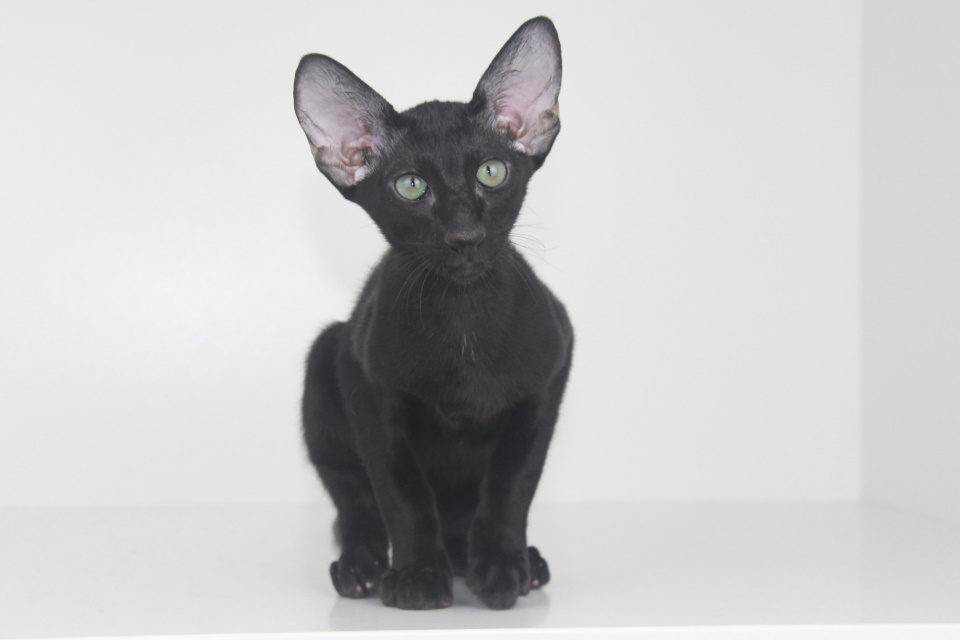 Котята - Stevie,ориентальный котенок, ORI n - Черный, эбони! 