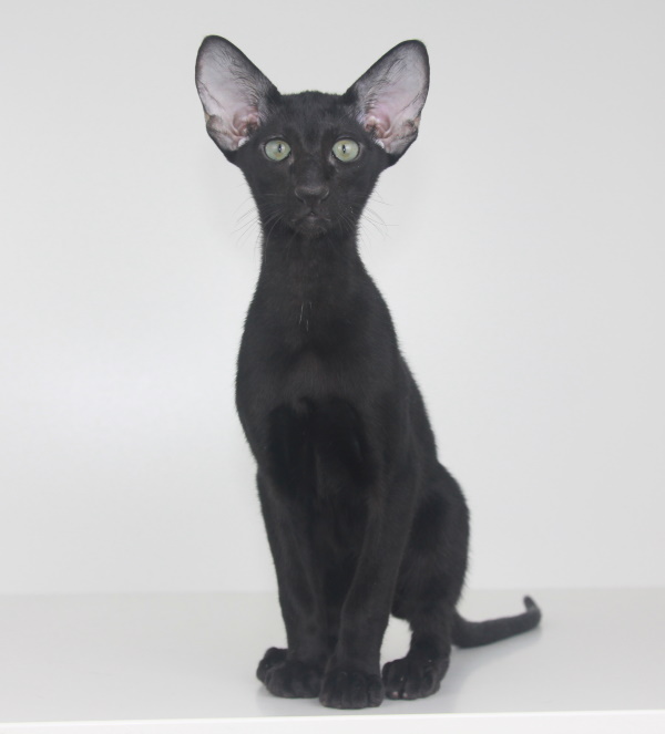 Котята - Stevie,ориентальный котенок, ORI n - Черный, эбони! 