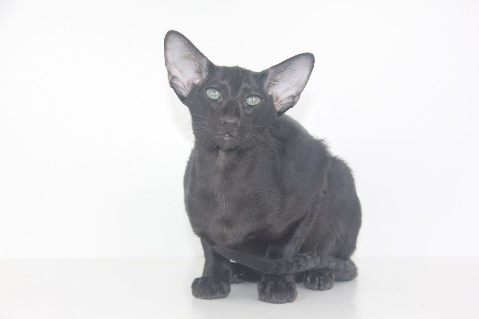 Котята - Texas,ориентальный котенок, ORI n - Черный, эбони! 
