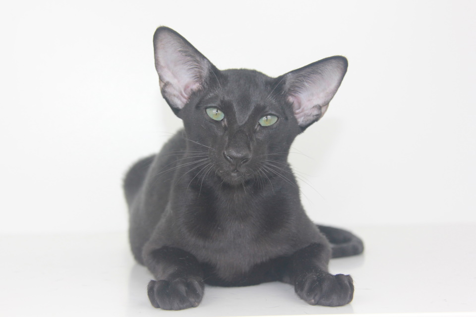Котята - Texas,ориентальный котенок, ORI n - Черный, эбони! 