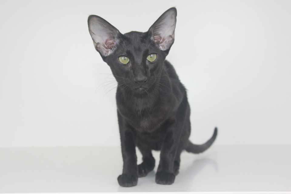 Котята - Tiffany ,ориентальный котенок, ORI n - Черный, эбони! 