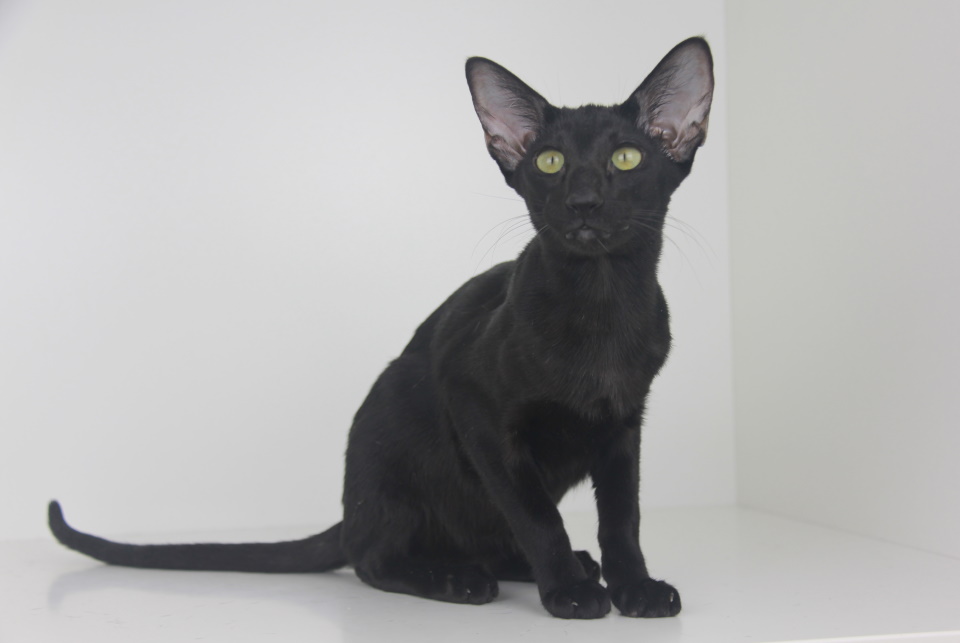 Котята - Tiffany ,ориентальный котенок, ORI n - Черный, эбони! 