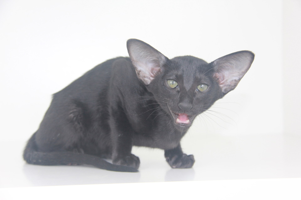 Котята - Uma черный ориентальный котенок! 