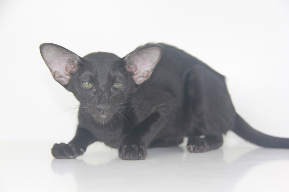 Котята - Uma черный ориентальный котенок! 