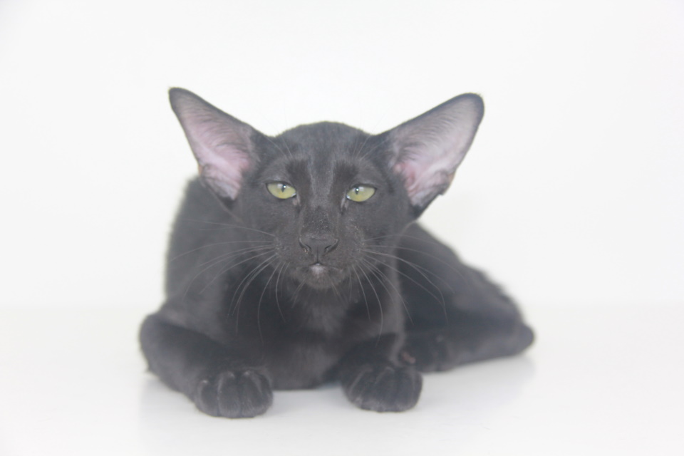 Котята - Una черный ориентальный котенок! 