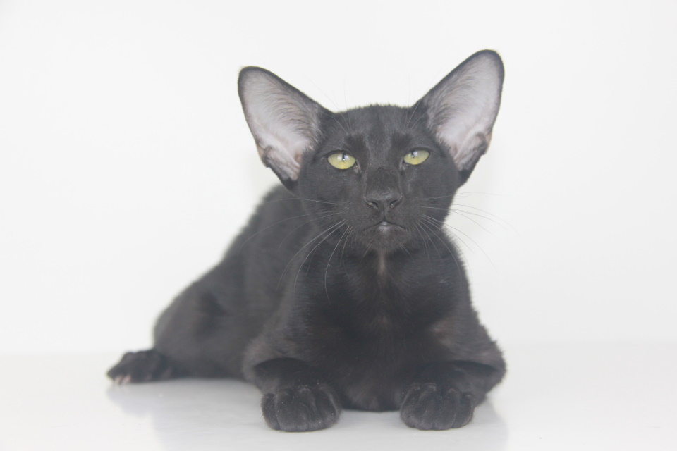 Котята - Una черный ориентальный котенок! 