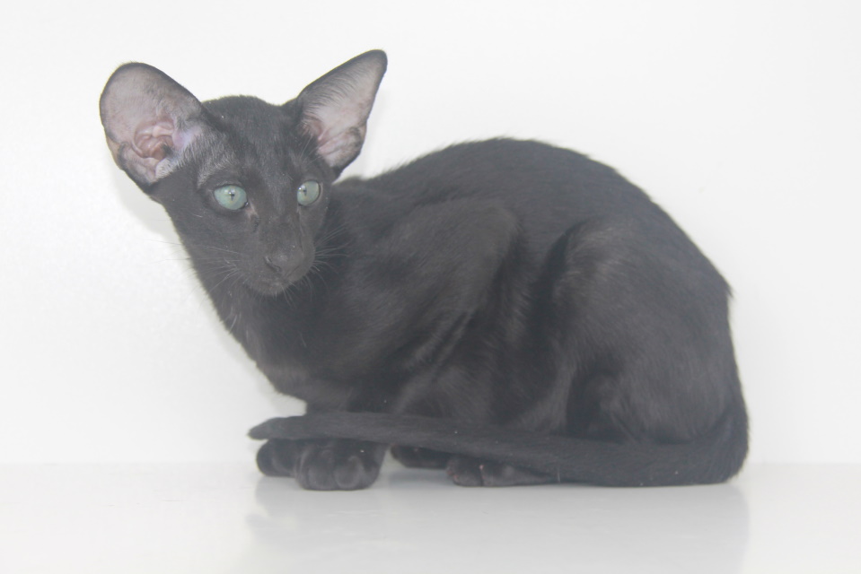 Котята - Usher черный ориентальный котенок! 