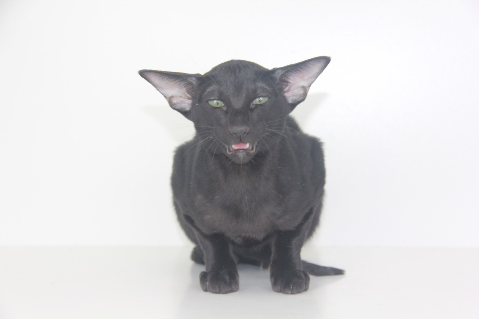 Котята - Usher черный ориентальный котенок! 