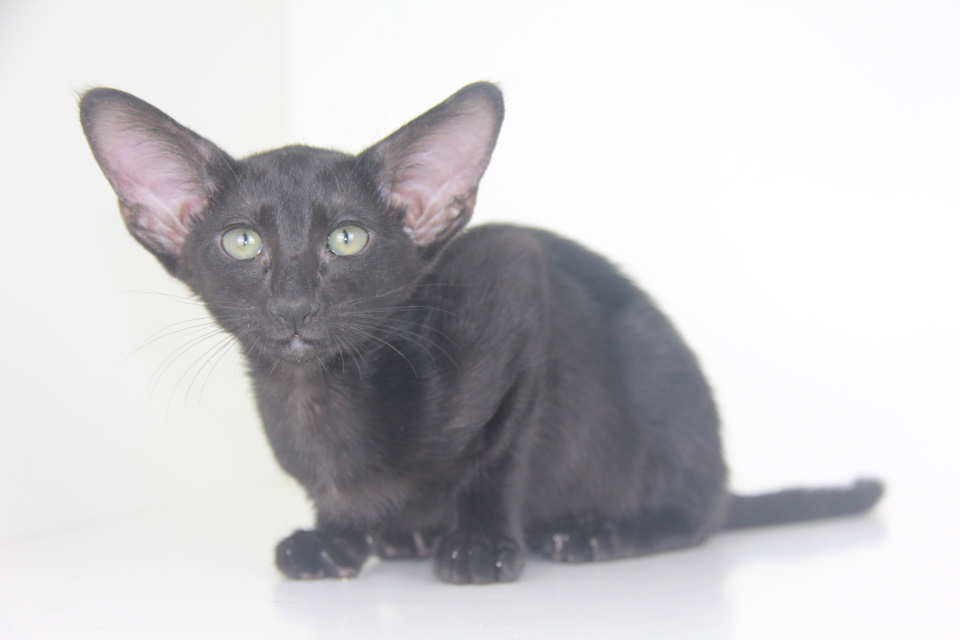 Котята - Верона черный ориентальный котенок! 