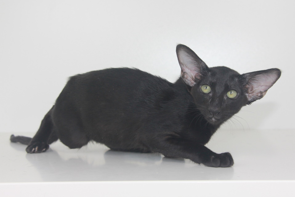 Котята - Верона черный ориентальный котенок! 