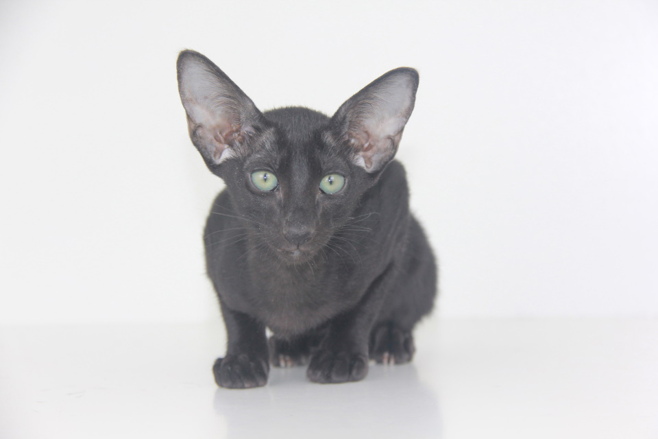 Котята - Welly ,ориентальный котенок, ORI n - Черный, эбони! 