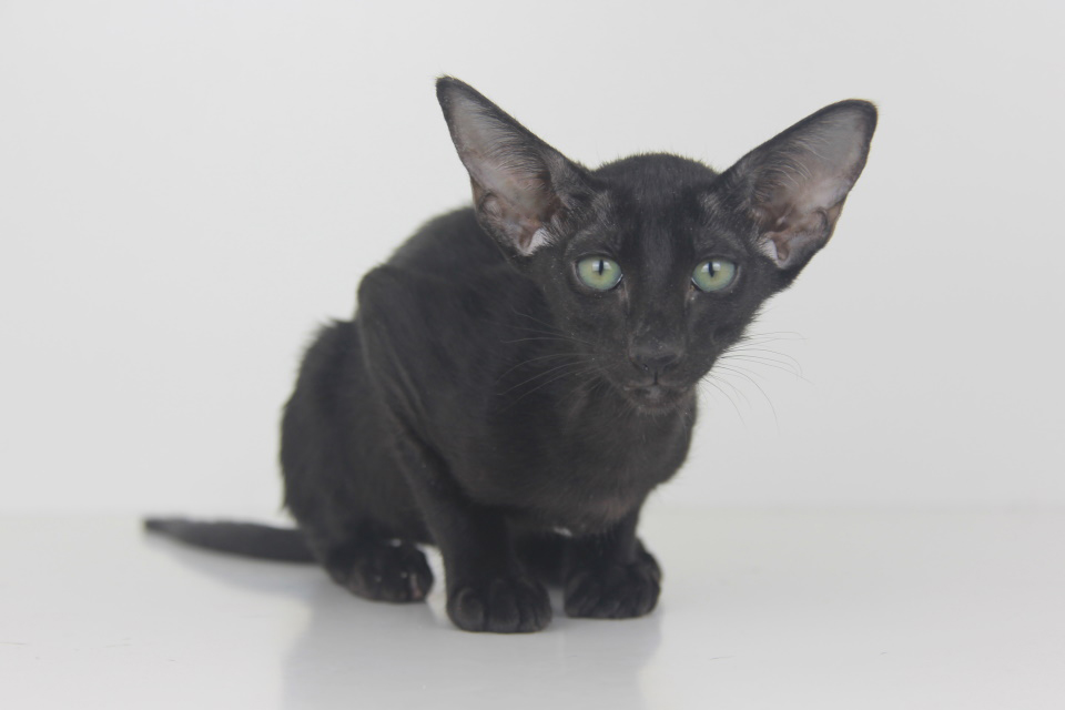 Котята - Welly ,ориентальный котенок, ORI n - Черный, эбони! 
