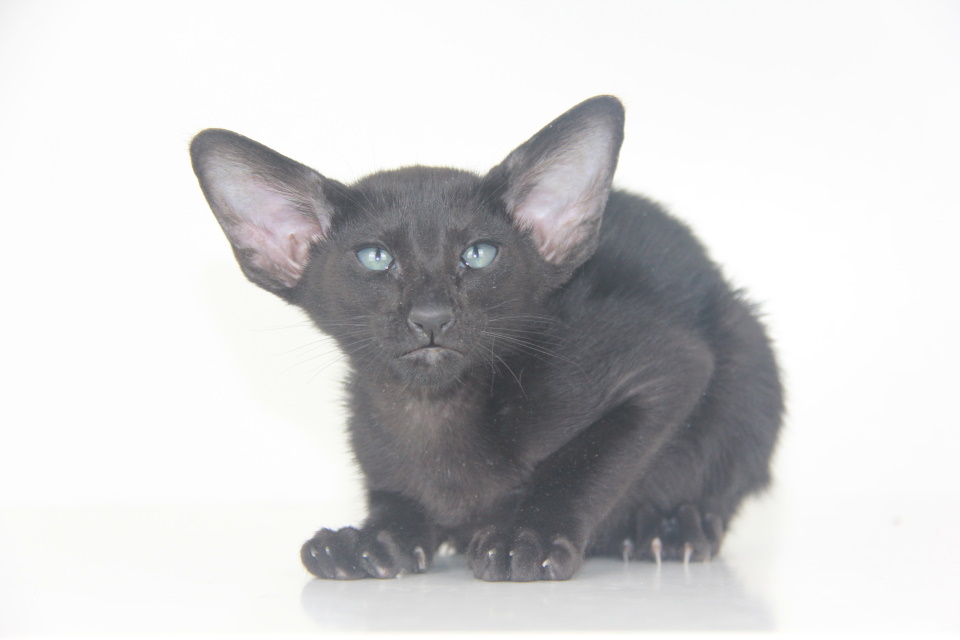 Котята - Хавьер (Xavier Eastward)	 черный ориентальный котенок 