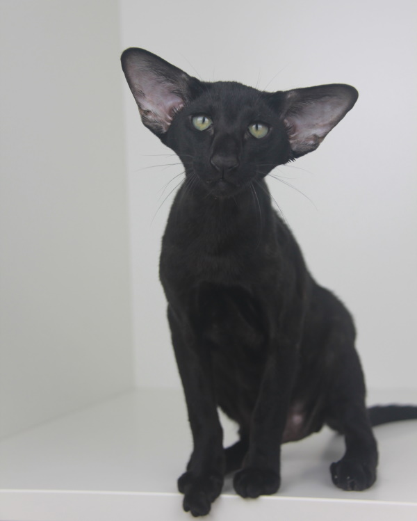 Котята - Хавьер (Xavier Eastward)	 черный ориентальный котенок 