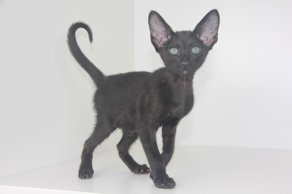 Котята - Хави (Xavy Eastward)	 черный ориентальный котенок 