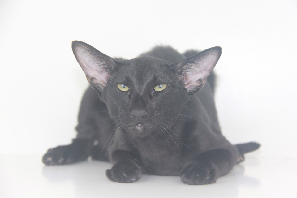 Котята - Хави (Xavy Eastward)	 черный ориентальный котенок 
