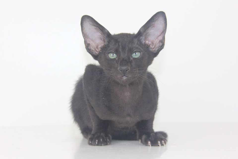 Котята - Хелиус (Xelius Eastward)	 черный ориентальный котенок 