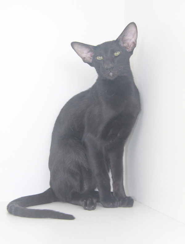 Котята - Хелиус (Xelius Eastward)	 черный ориентальный котенок 