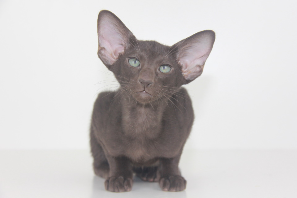 Котята - Янни, шоколадный ориентальный котенок! 