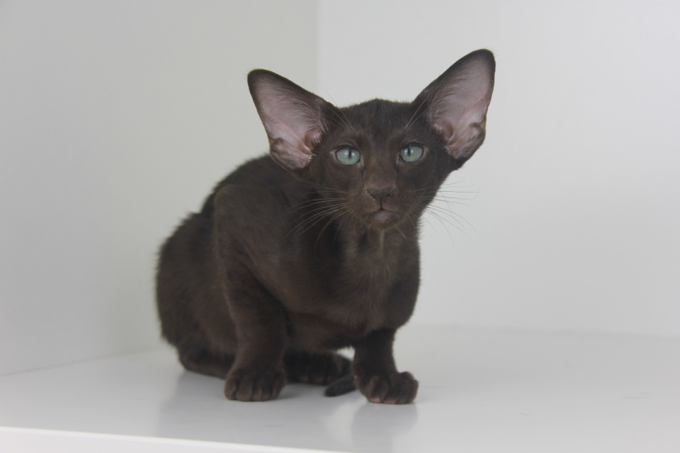 Котята - Янни, шоколадный ориентальный котенок! 