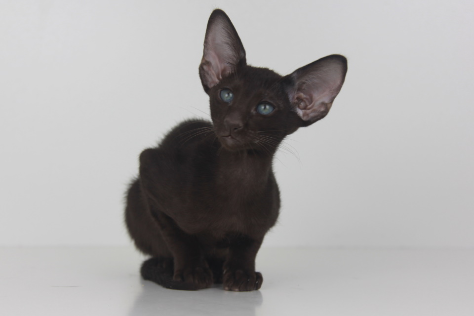 Котята - Яки, шоколадный ориентальный котенок! 
